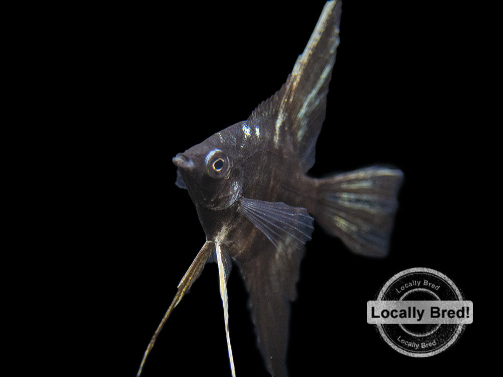 Marble Veil Angelfish (Pterophyllum scalare), Locally Bred!