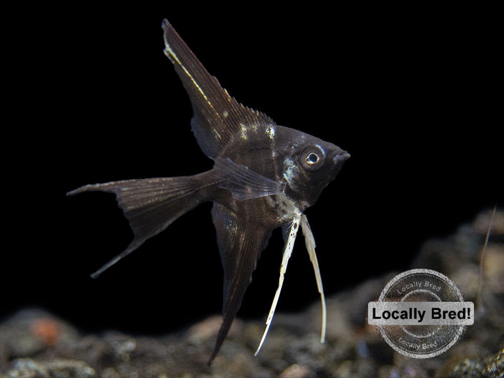 Marble Veil Angelfish (Pterophyllum scalare), Locally Bred!