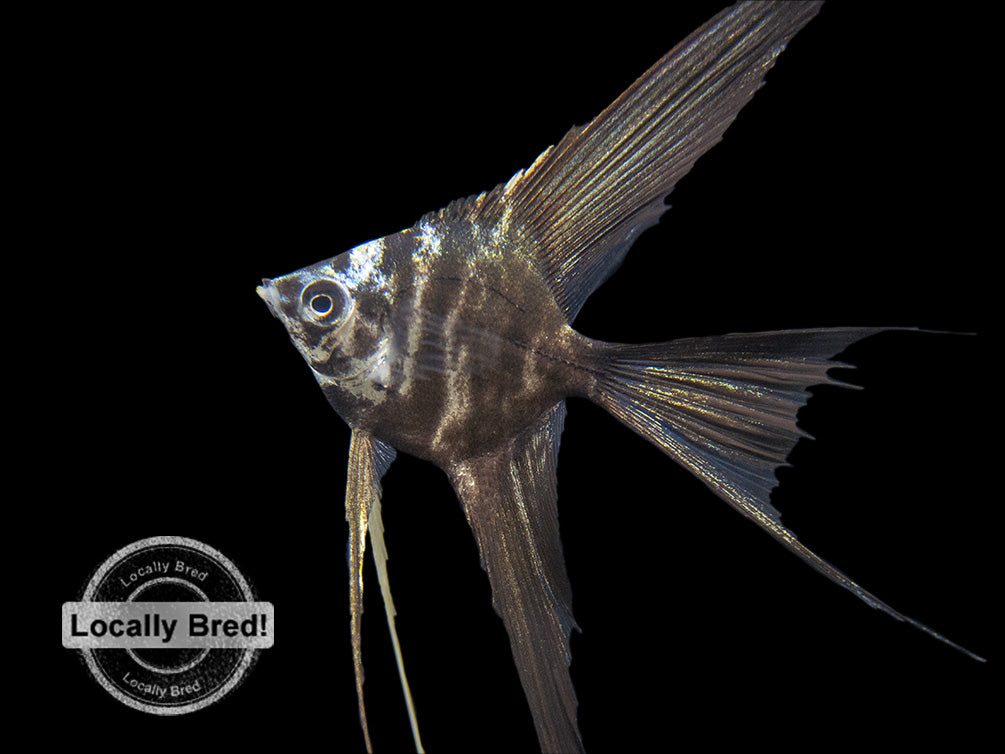 Marble Veil Angelfish (Pterophyllum scalare), Locally Bred!