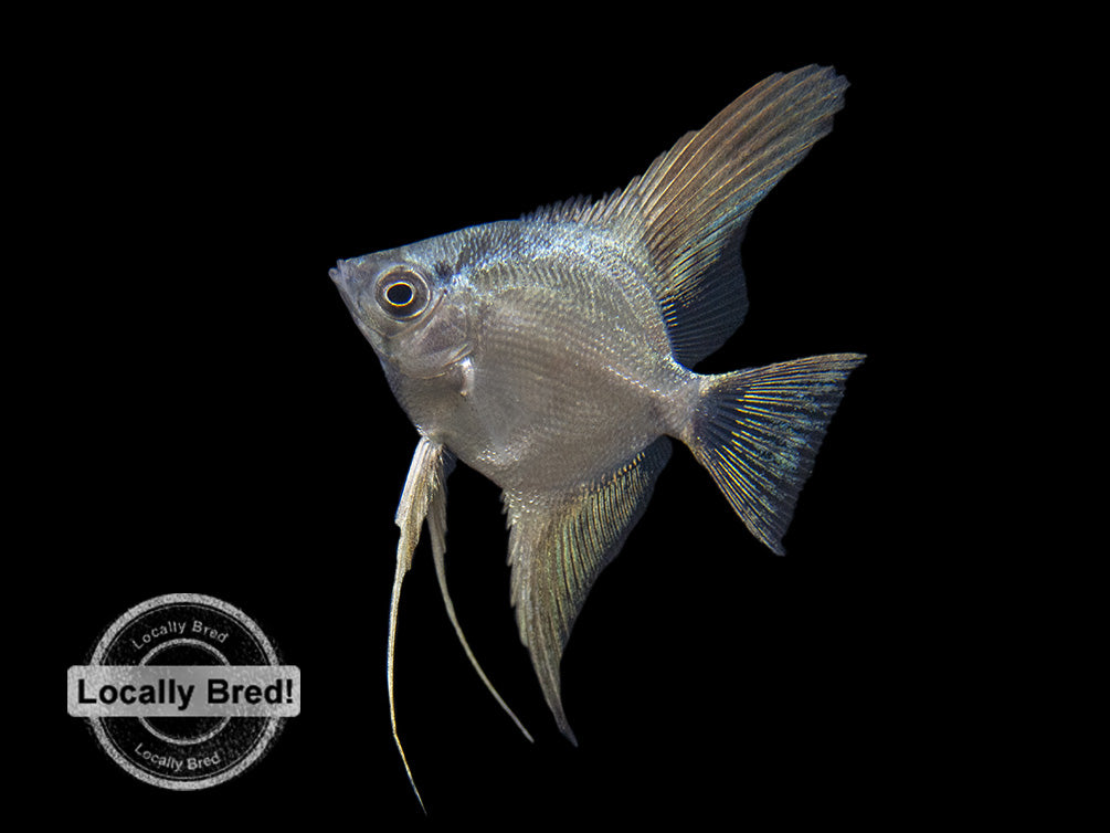 Marble Veil Angelfish (Pterophyllum scalare), Locally Bred!