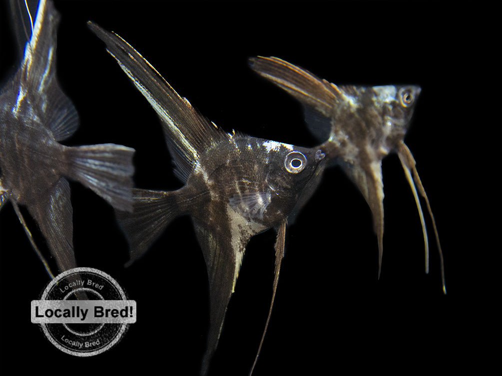 Marble Veil Angelfish (Pterophyllum scalare), Locally Bred!