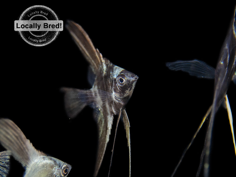 Marble Veil Angelfish (Pterophyllum scalare), Locally Bred!