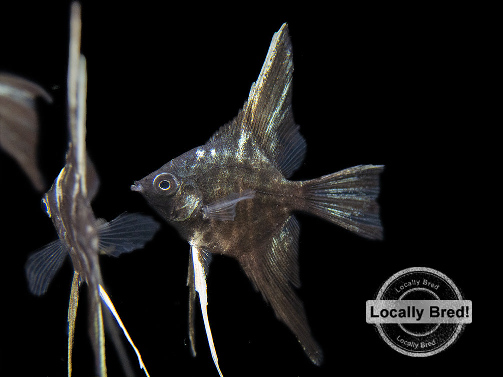 Marble Veil Angelfish (Pterophyllum scalare), Locally Bred!