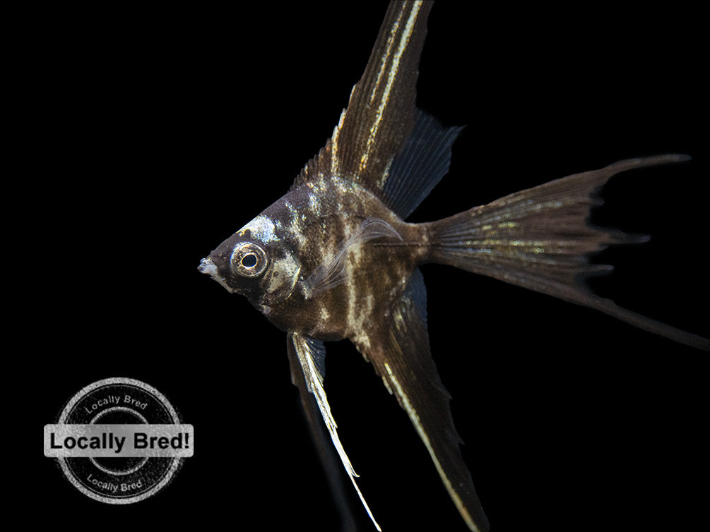 Marble Veil Angelfish (Pterophyllum scalare), Locally Bred!