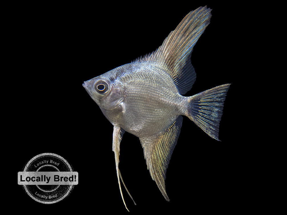 Marble Veil Angelfish (Pterophyllum scalare), Locally Bred!