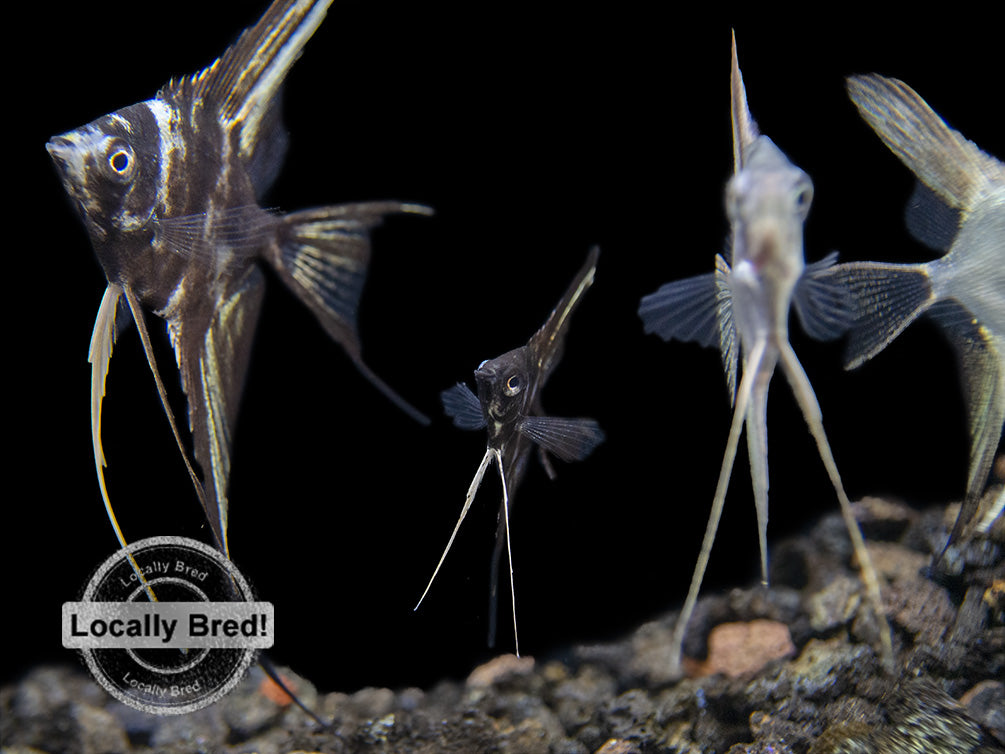 Marble Veil Angelfish (Pterophyllum scalare), Locally Bred!