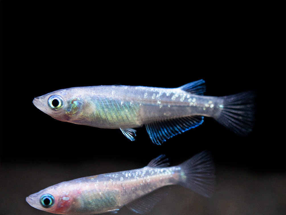 Blue Sparkle Medaka Ricefish aka Japanese Ricefish/Killifish (Oryzias latipes "Blue") - Tank-Bred!