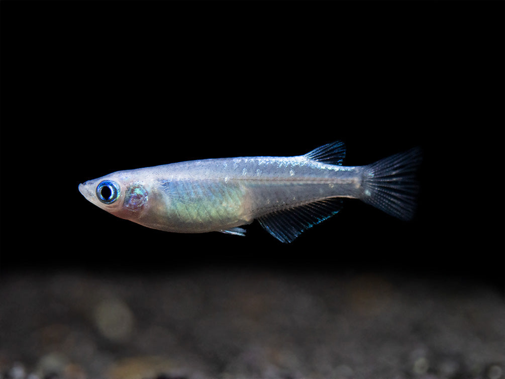Blue Sparkle Medaka Ricefish aka Japanese Ricefish/Killifish (Oryzias latipes "Blue") - Tank-Bred!