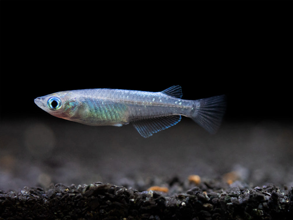 Blue Sparkle Medaka Ricefish aka Japanese Ricefish/Killifish (Oryzias latipes "Blue") - Tank-Bred!