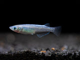 Blue Sparkle Medaka Ricefish aka Japanese Ricefish/Killifish (Oryzias latipes 
