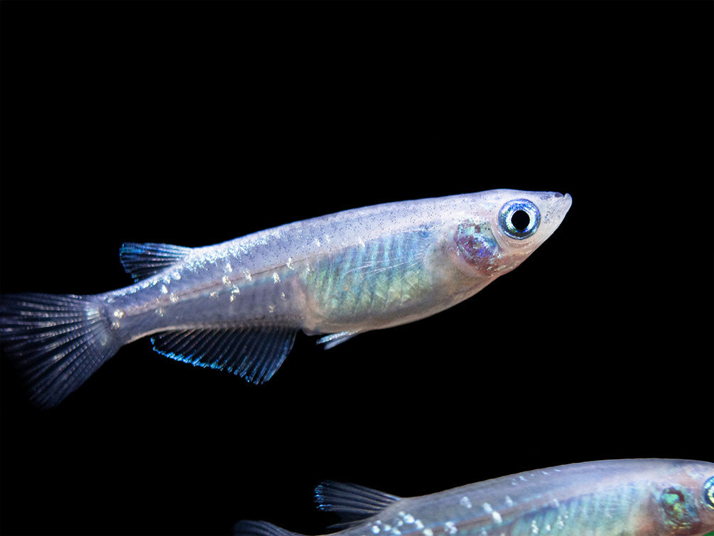 Blue Sparkle Medaka Ricefish aka Japanese Ricefish/Killifish (Oryzias latipes "Blue") - Tank-Bred!