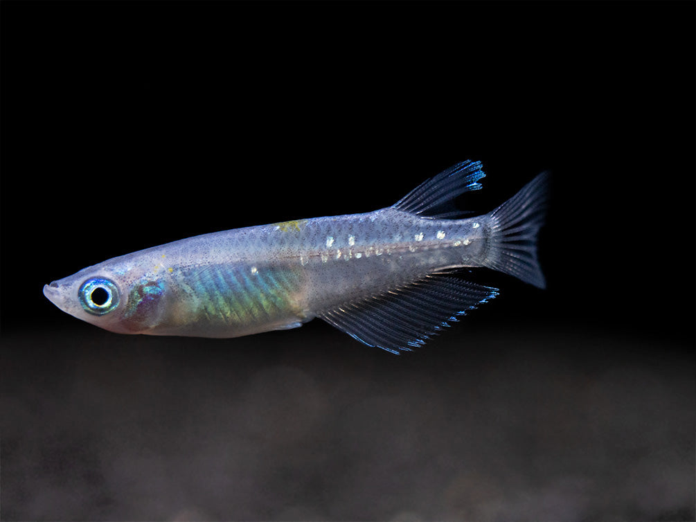 Blue Sparkle Medaka Ricefish aka Japanese Ricefish/Killifish (Oryzias latipes "Blue") - Tank-Bred!