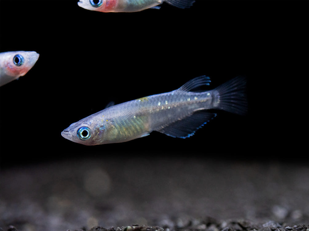 Blue Sparkle Medaka Ricefish aka Japanese Ricefish/Killifish (Oryzias latipes "Blue") - Tank-Bred!