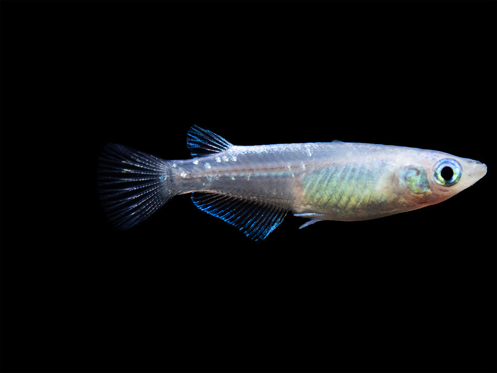 Blue Sparkle Medaka Ricefish aka Japanese Ricefish/Killifish (Oryzias latipes "Blue") - Tank-Bred!