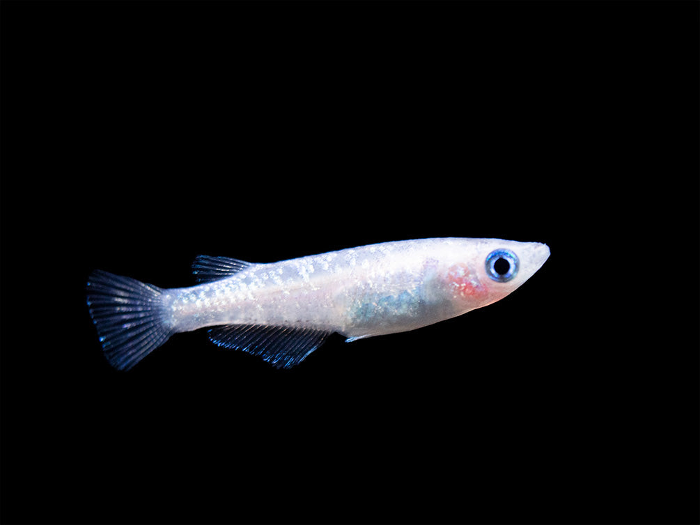 Blue Sparkle Medaka Ricefish aka Japanese Ricefish/Killifish (Oryzias latipes "Blue") - Tank-Bred!