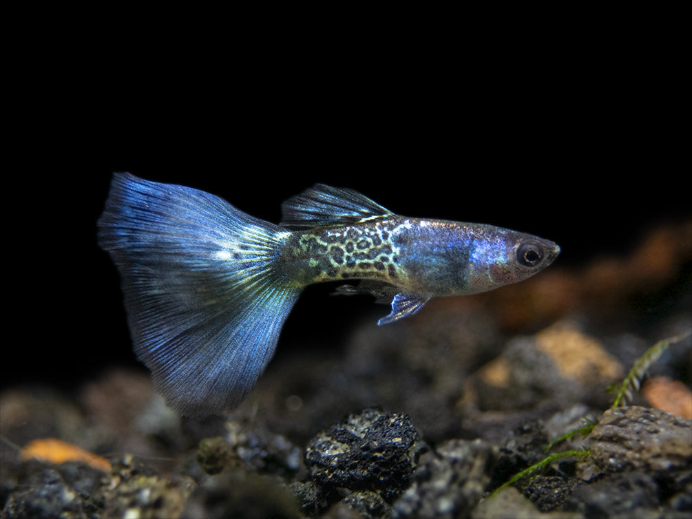 Blue Metal Snakeskin Guppy for sale Aquatic Arts