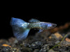 Blue Metal Snakeskin Guppy (Poecilia reticulata), BREDBY: Aquatic Arts