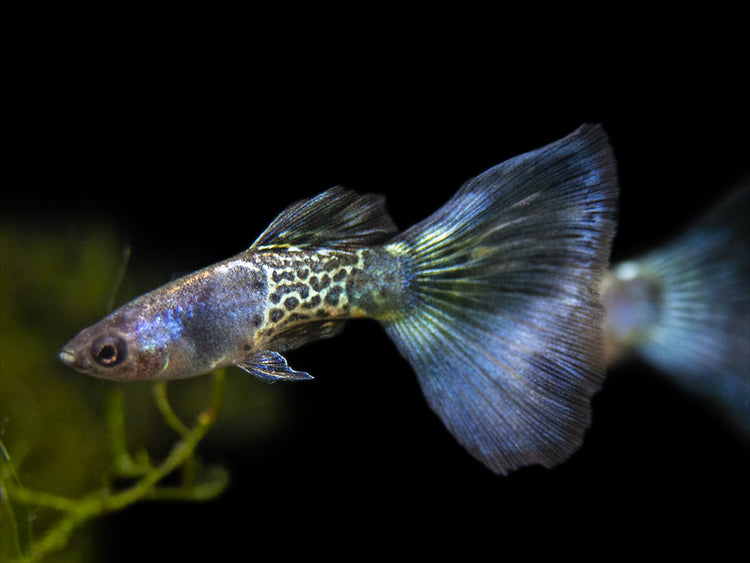 Blue Metal Snakeskin Guppy for sale Aquatic Arts