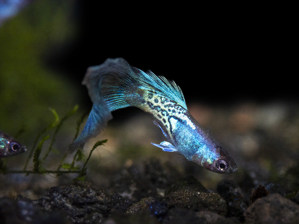 Blue Metal Snakeskin Guppy for sale Aquatic Arts