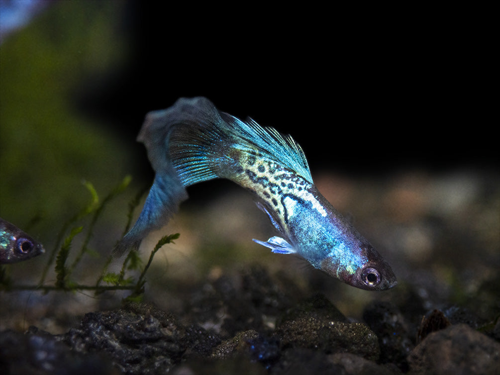 Blue Metal Snakeskin Guppy (Poecilia reticulata) - Aquatic Arts