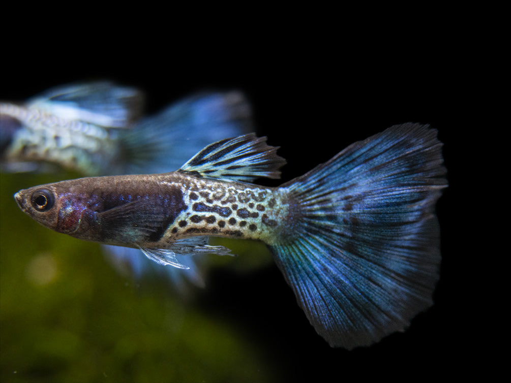 Blue Metal Snakeskin Guppy for sale Aquatic Arts