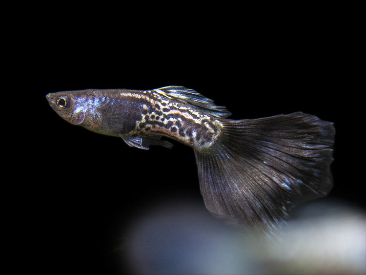 Blue Metal Snakeskin Guppy for sale Aquatic Arts