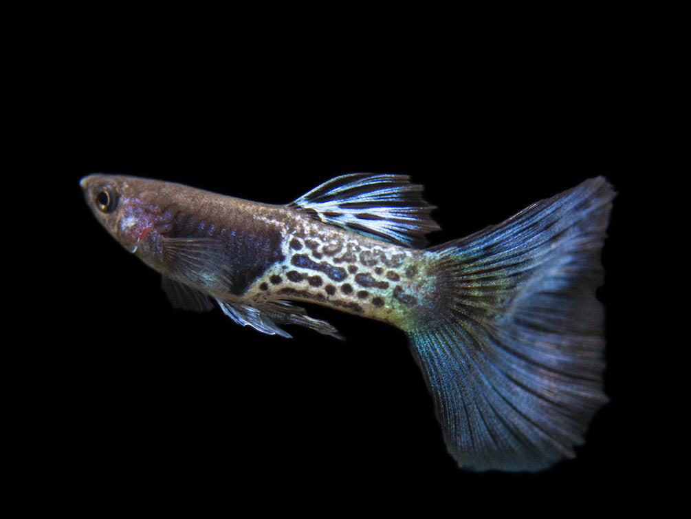 Blue Metal Snakeskin Guppy (Poecilia reticulata), BREDBY: Aquatic Arts
