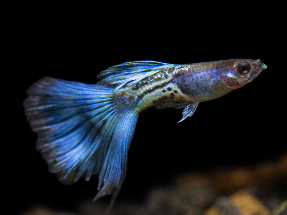 Blue Metal Snakeskin Guppy Poecilia Reticulata Aquatic Arts On Sale