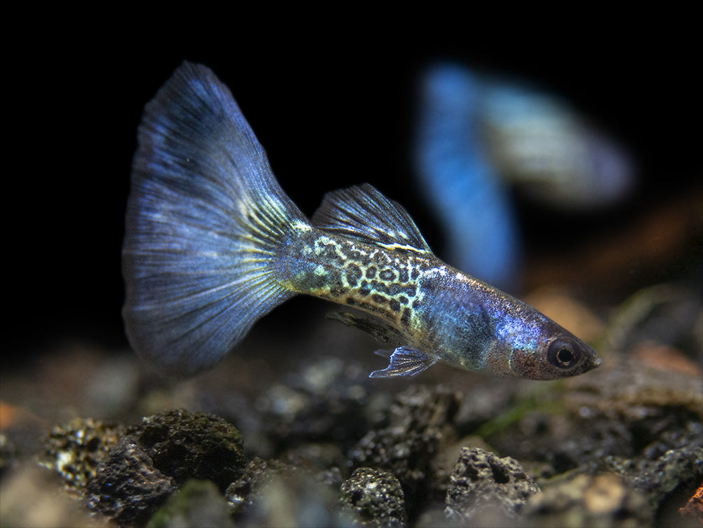 Blue Metal Snakeskin Guppy for sale Aquatic Arts