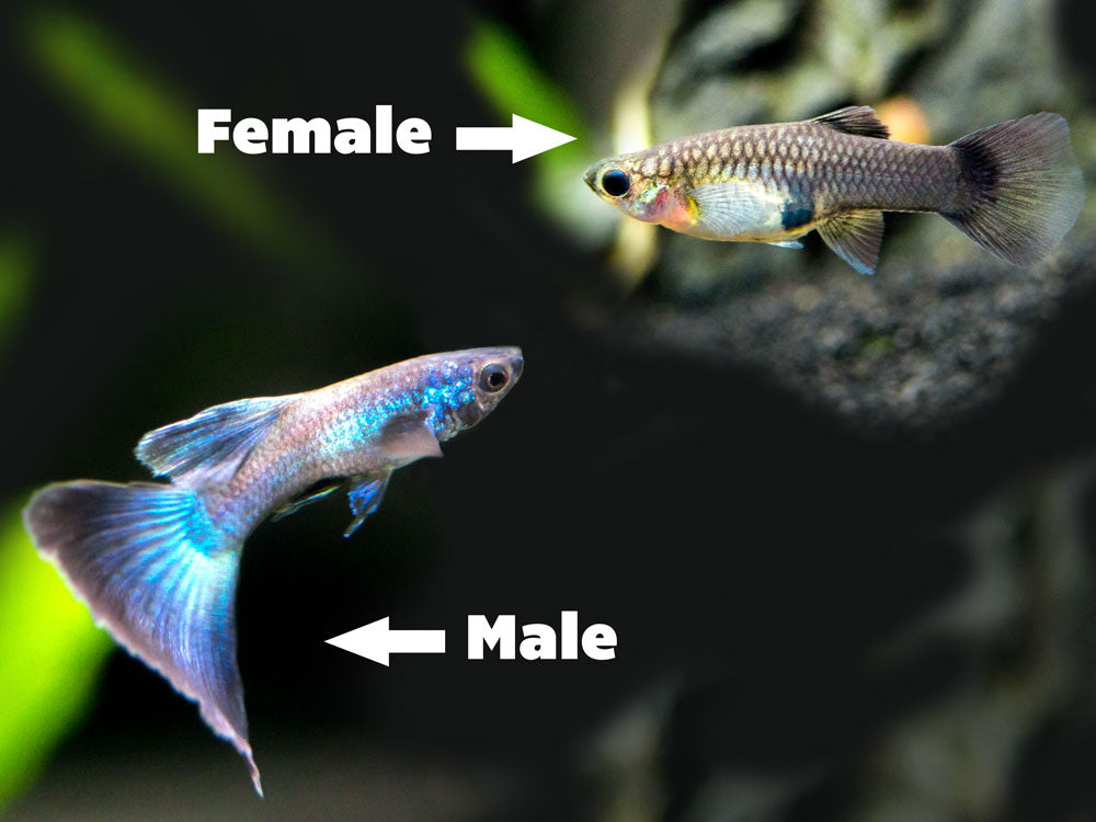 Blue Moscow Guppy (Poecilia reticulata var. “Blue Moscow”), Males and Females, Tank-Bred!