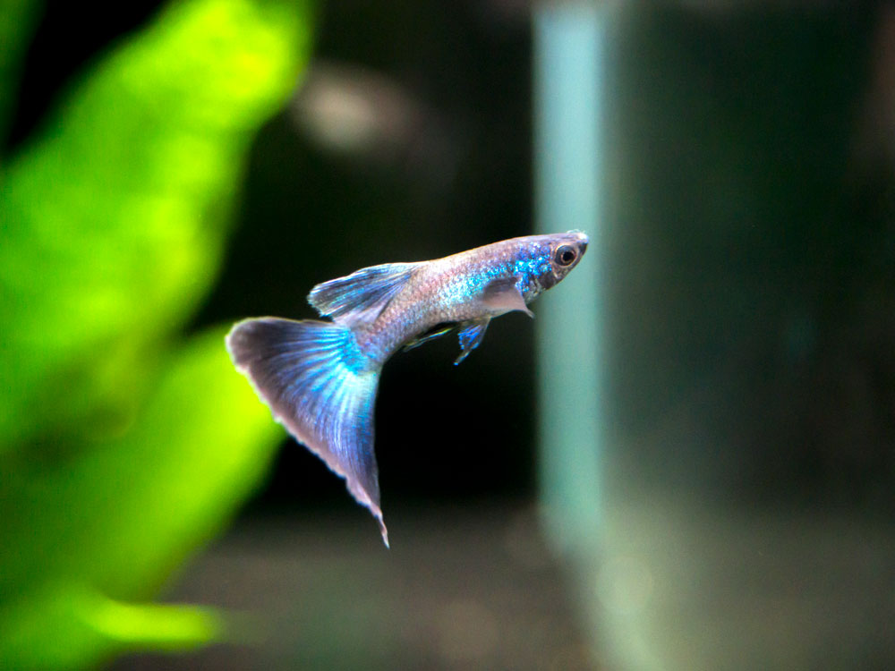 Blue Moscow Guppy (Poecilia reticulata var. “Blue Moscow”), Males and Females, Tank-Bred!