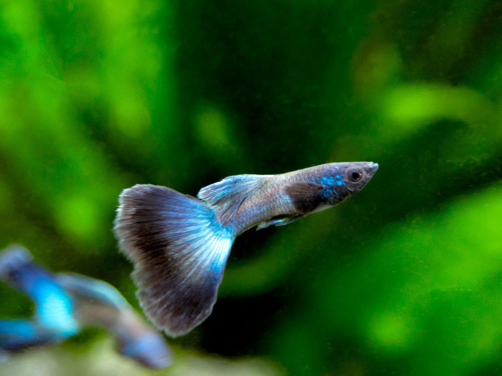 Blue Moscow Guppy (Poecilia reticulata var. “Blue Moscow”), Males and Females, Tank-Bred!