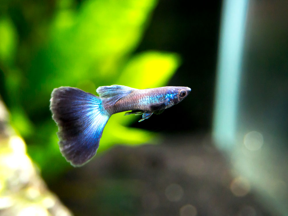 Blue Moscow Guppy (Poecilia reticulata var. “Blue Moscow”), Males and Females, Tank-Bred!