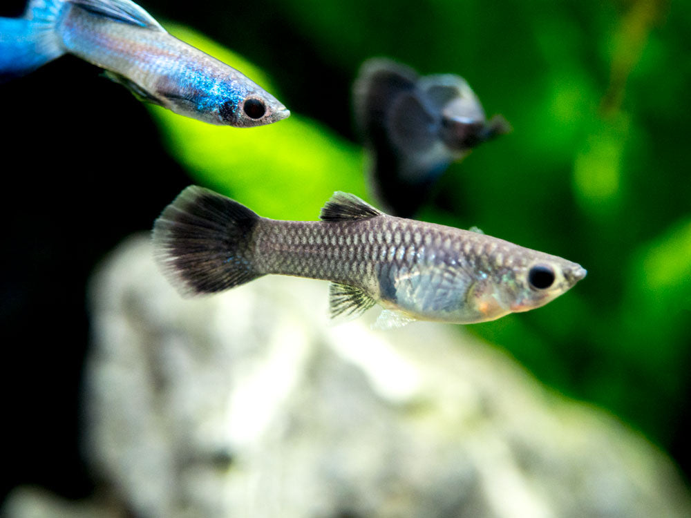 Blue Moscow Guppy (Poecilia reticulata var. “Blue Moscow”), Males and Females, Tank-Bred!