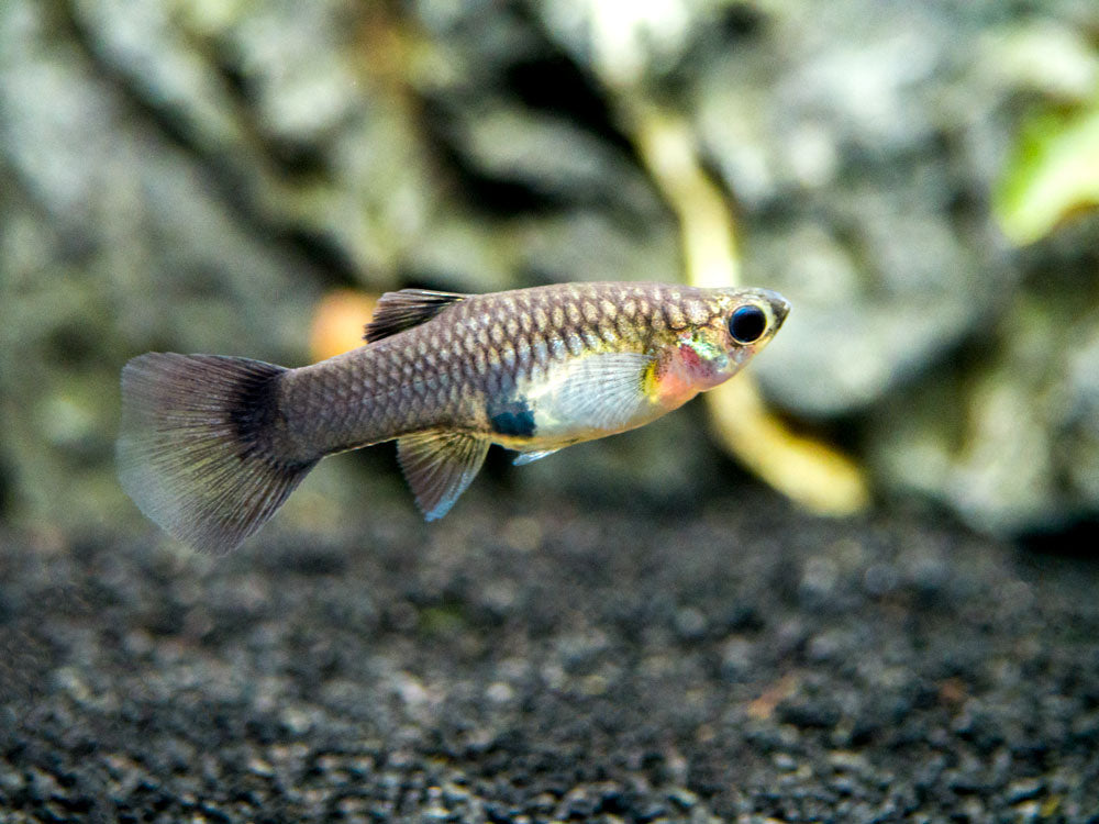 Blue Moscow Guppy (Poecilia reticulata var. “Blue Moscow”), Males and Females, Tank-Bred!