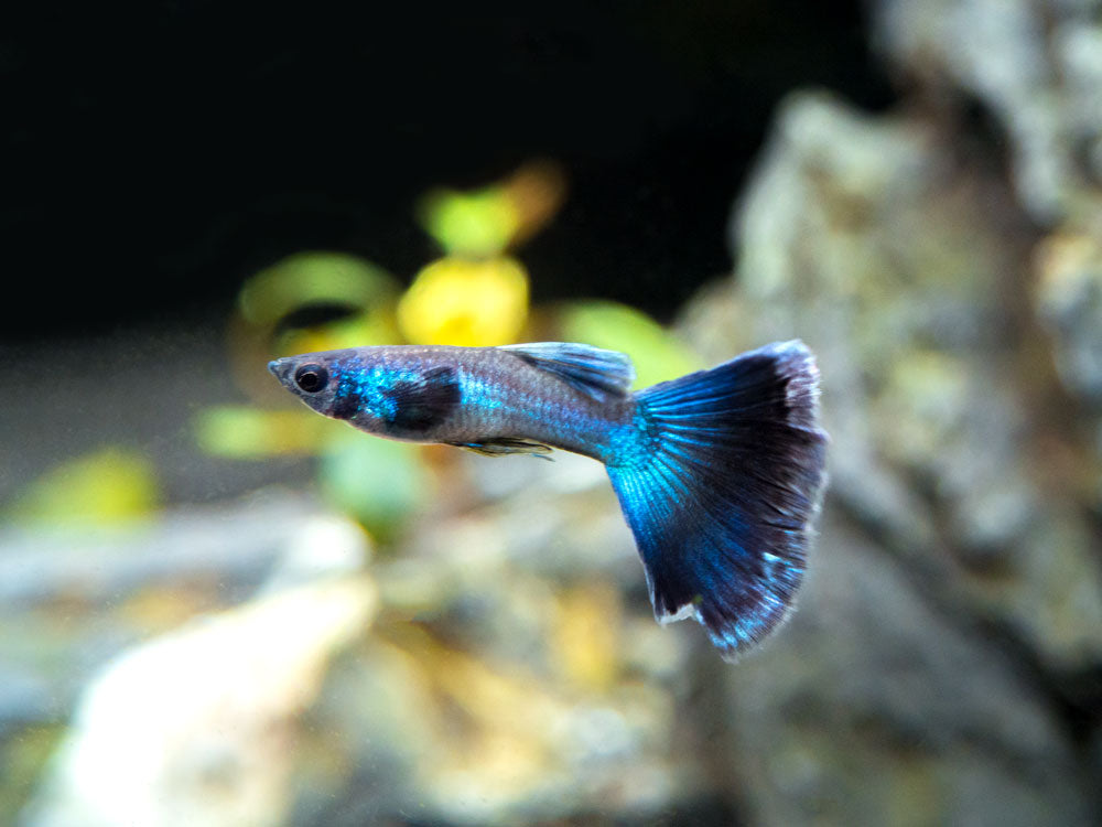 Blue Moscow Guppy (Poecilia reticulata var. “Blue Moscow”), Males and Females, Tank-Bred!