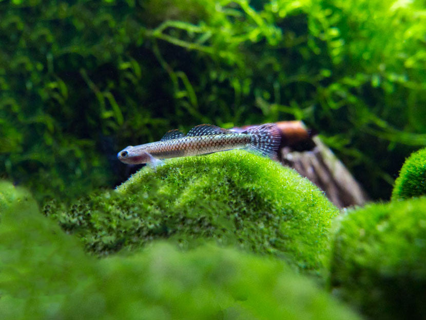 Electric Blue Neon Dwarf Goby (Stiphodon atropurpureus)