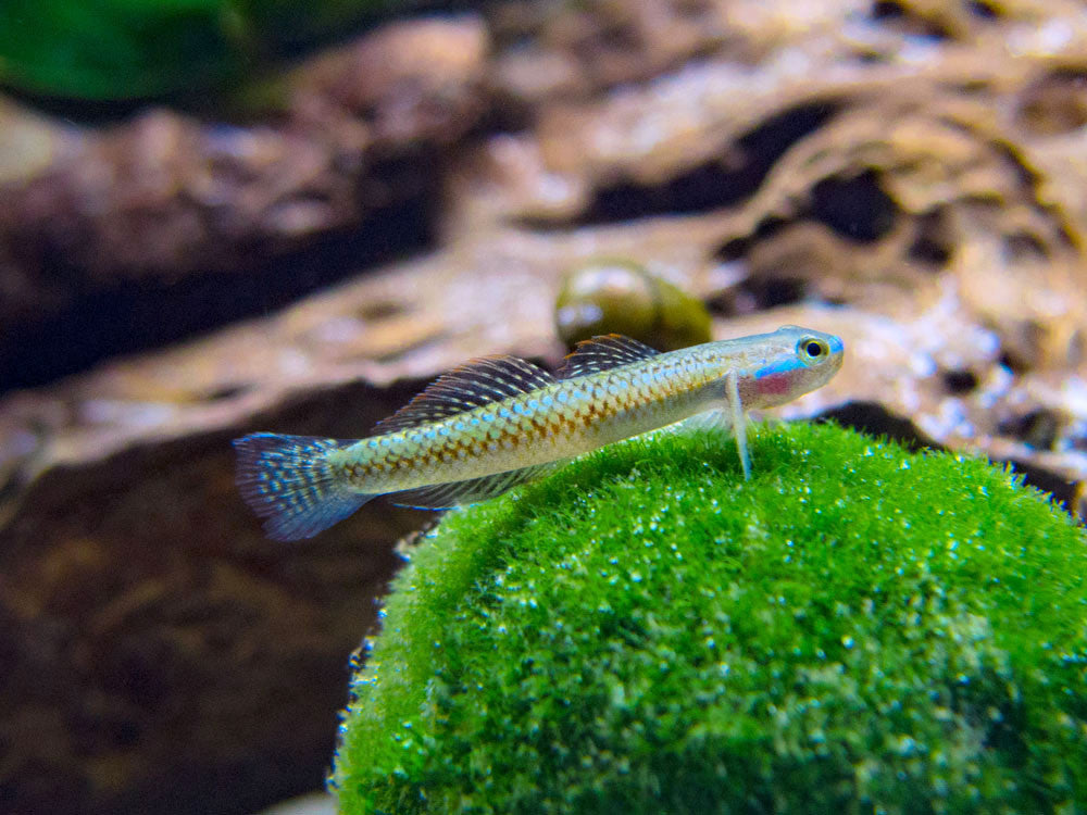 Electric Blue Neon Dwarf Goby (Stiphodon atropurpureus)