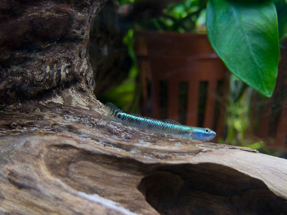 Electric Blue Neon Dwarf Goby (Stiphodon atropurpureus)