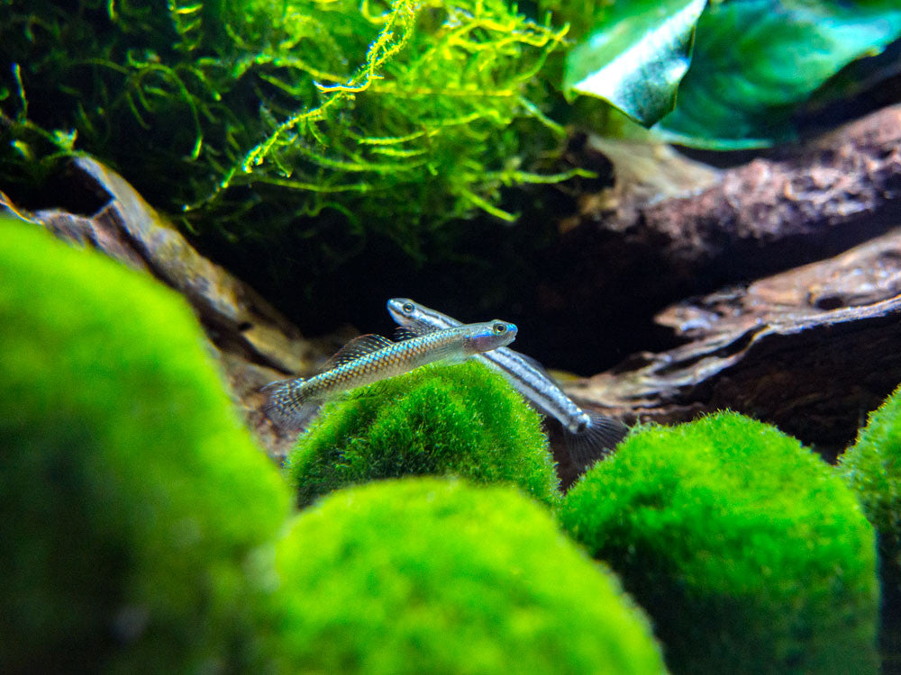 Electric Blue Neon Dwarf Goby (Stiphodon atropurpureus)