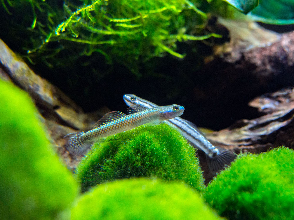 Electric Blue Neon Dwarf Goby (Stiphodon atropurpureus)