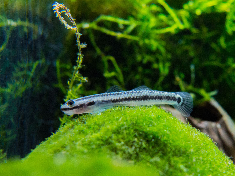 Electric Blue Neon Dwarf Goby (Stiphodon atropurpureus)