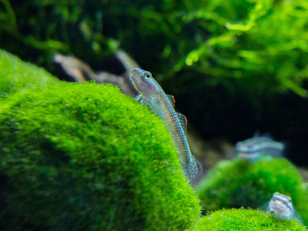 Electric Blue Neon Dwarf Goby (Stiphodon atropurpureus)