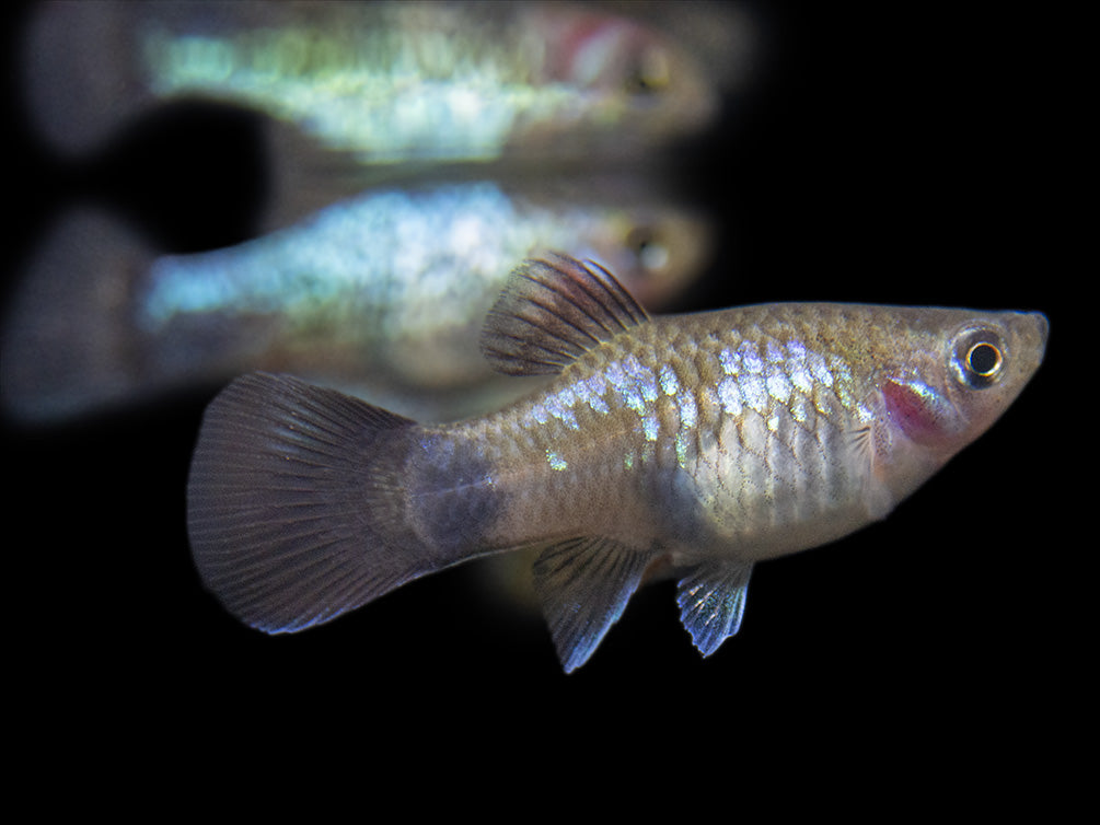 Blue Neon Wag Platy (Xiphophorus maculatus), Tank-Bred