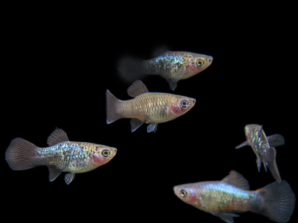 Blue Neon Wag Platy (Xiphophorus maculatus), Tank-Bred