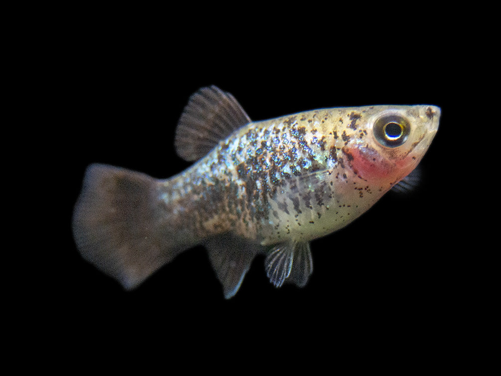 Blue Neon Wag Platy (Xiphophorus maculatus), Tank-Bred