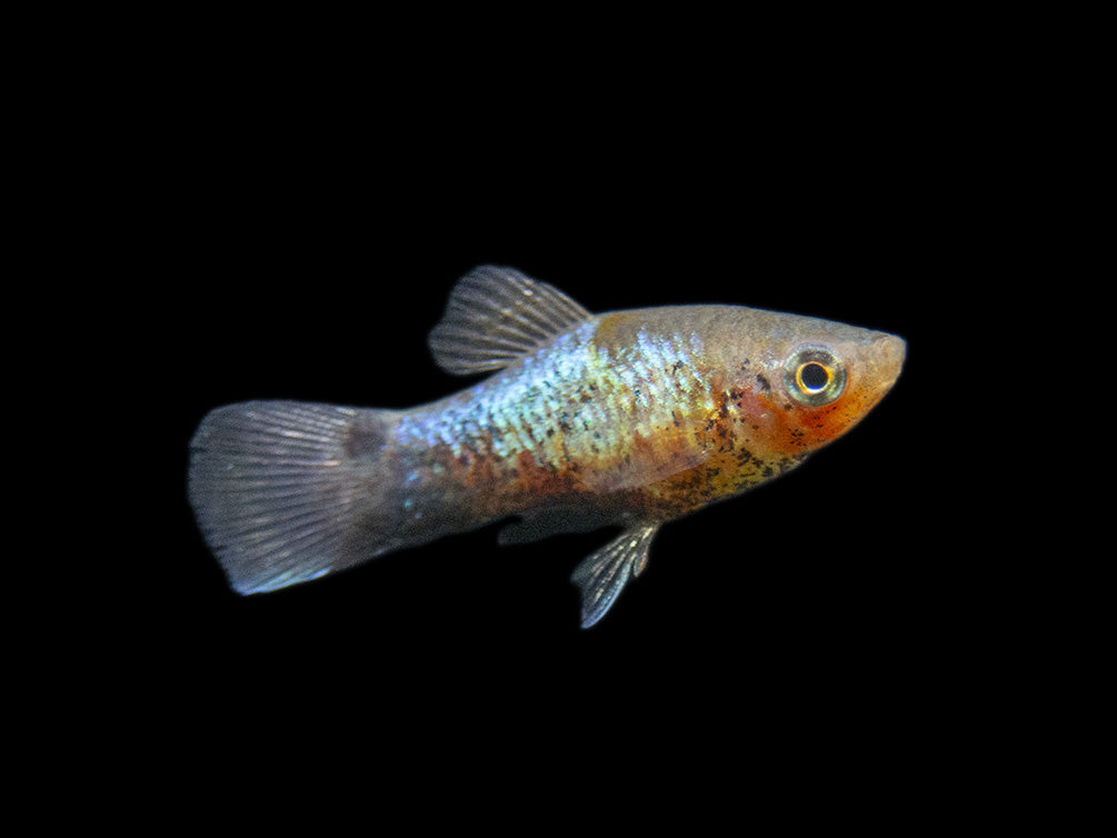 Blue Neon Wag Platy (Xiphophorus maculatus), Tank-Bred