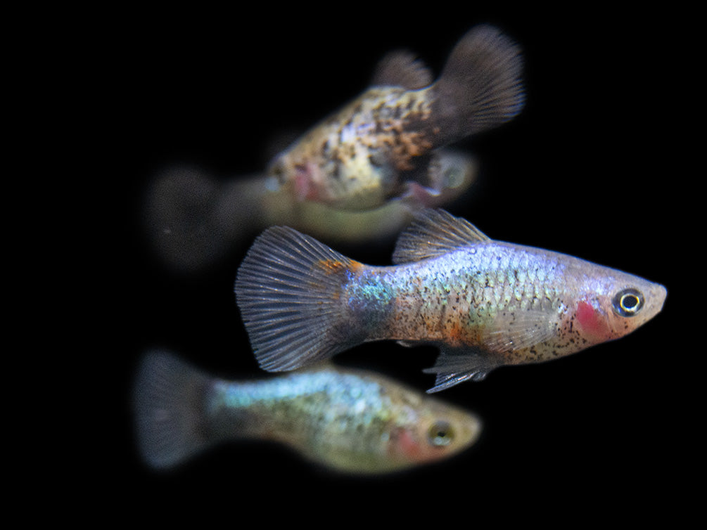 Blue Neon Wag Platy (Xiphophorus maculatus), Tank-Bred