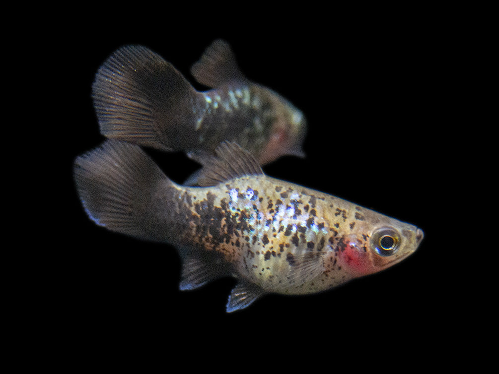 Blue Neon Wag Platy (Xiphophorus maculatus), Tank-Bred