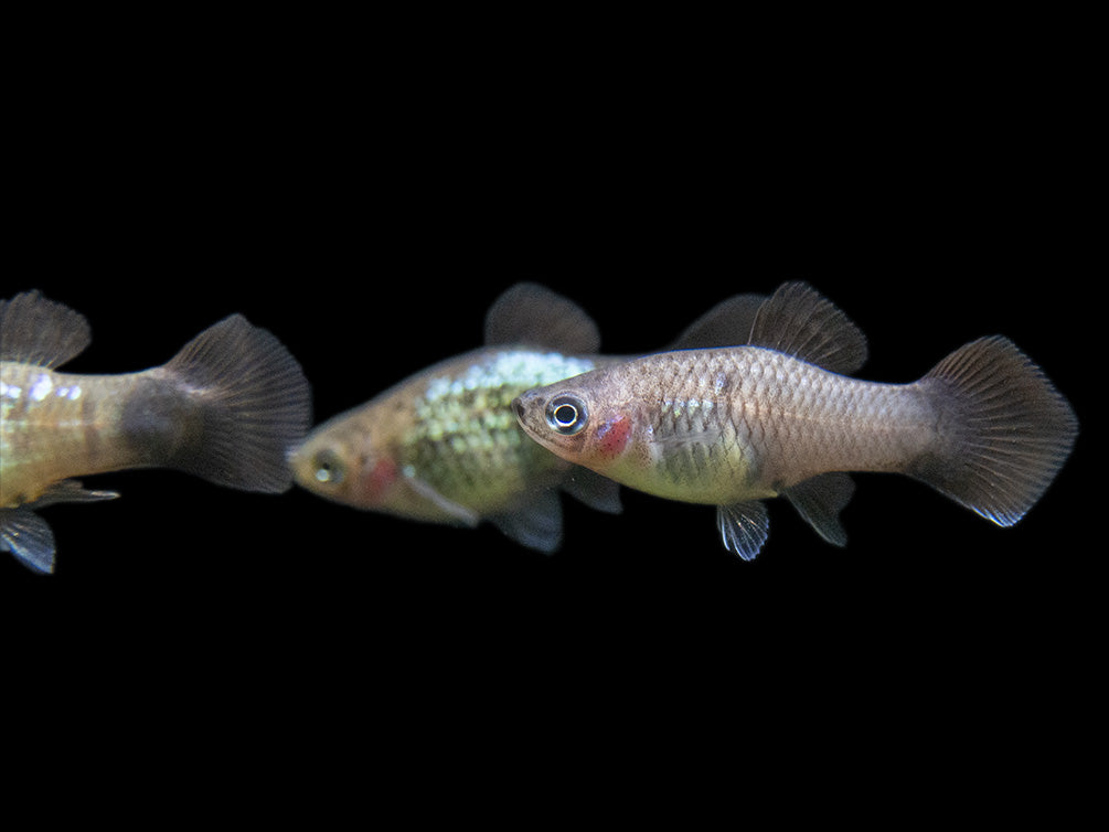 Blue Neon Wag Platy (Xiphophorus maculatus), Tank-Bred